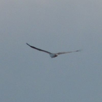 Haliaeetus leucogaster (White-bellied Sea-Eagle) at Merimbula, NSW - 16 Jul 2020 by michaelb