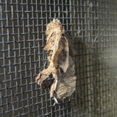 Hyalarcta huebneri (Leafy Case Moth) at Conder, ACT - 1 Mar 2022 by michaelb