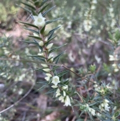 Melichrus urceolatus (Urn Heath) at Aranda Bushland - 12 Jul 2022 by lbradley