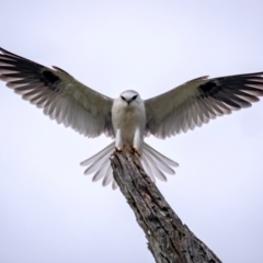 Elanus axillaris (Black-shouldered Kite) at Burradoo - 29 Sep 2021 by Wildlifelover57