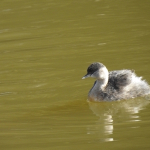 Poliocephalus poliocephalus at Fyshwick, ACT - 12 Jul 2022