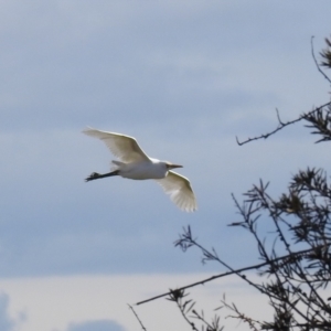 Bubulcus coromandus at Fyshwick, ACT - suppressed