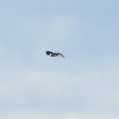 Haliastur sphenurus (Whistling Kite) at Jerrabomberra Wetlands - 12 Jul 2022 by Liam.m