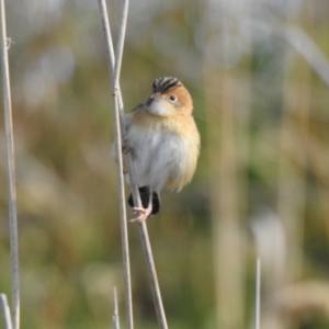 Cisticola exilis at Fyshwick, ACT - suppressed