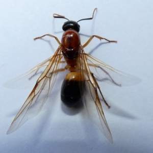 Camponotus consobrinus at McKellar, ACT - 2 Jan 2022