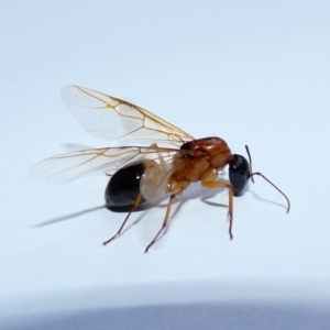 Camponotus consobrinus at McKellar, ACT - suppressed