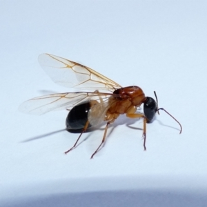 Camponotus consobrinus at McKellar, ACT - 2 Jan 2022