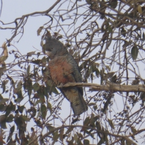 Callocephalon fimbriatum at O'Malley, ACT - 11 Jul 2022