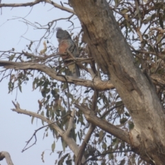 Callocephalon fimbriatum at O'Malley, ACT - 11 Jul 2022