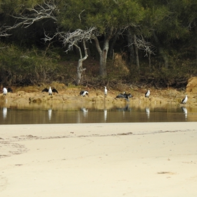 Microcarbo melanoleucos (Little Pied Cormorant) at Narooma, NSW - 11 Jul 2022 by GlossyGal