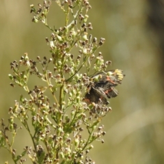 Delias nigrina (Black Jezebel) at Carwoola, NSW - 8 May 2022 by Liam.m