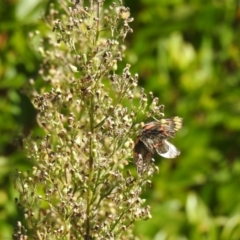 Delias nigrina at Carwoola, NSW - suppressed