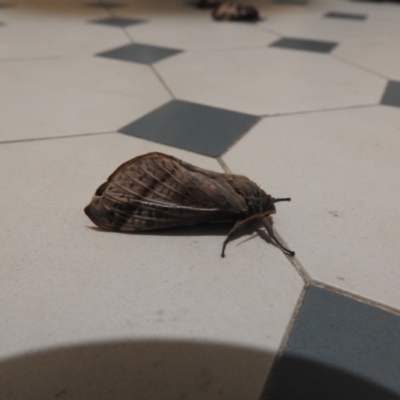 Oxycanus (genus) (Unidentified Oxycanus moths) at Carwoola, NSW - 27 Apr 2022 by Liam.m