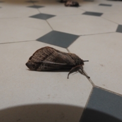 Unidentified Swift and Ghost moth (Hepialidae) (TBC) at Carwoola, NSW - 27 Apr 2022 by Liam.m