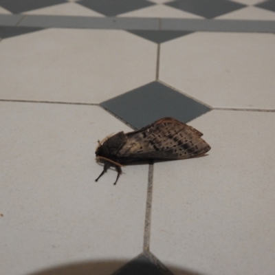 Oxycanus (genus) (Unidentified Oxycanus moths) at Carwoola, NSW - 27 Apr 2022 by Liam.m