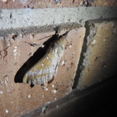 Oxycanus dirempta (Variable Oxycanus) at Carwoola, NSW - 27 Apr 2022 by Liam.m
