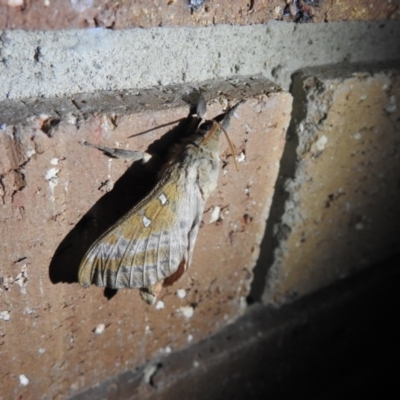 Unidentified Swift and Ghost moth (Hepialidae) at Carwoola, NSW - 27 Apr 2022 by Liam.m