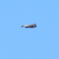Falco peregrinus (Peregrine Falcon) at QPRC LGA - 20 Apr 2022 by Liam.m