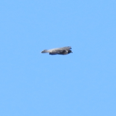 Falco peregrinus (Peregrine Falcon) at Googong Foreshore - 20 Apr 2022 by Liam.m