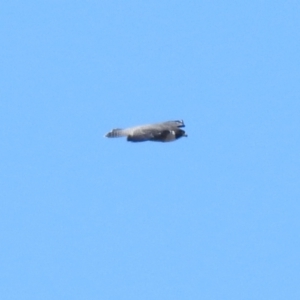 Falco peregrinus at Yarrow, NSW - 20 Apr 2022