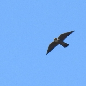 Falco peregrinus at Yarrow, NSW - 20 Apr 2022
