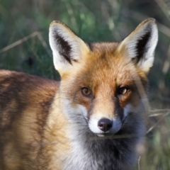 Vulpes vulpes (Red Fox) at Hackett, ACT - 11 Jul 2022 by jb2602
