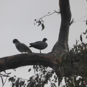 Chenonetta jubata at O'Malley, ACT - 12 Jul 2022 03:25 PM