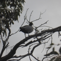 Chenonetta jubata at O'Malley, ACT - 12 Jul 2022 03:25 PM