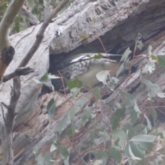 Chenonetta jubata at O'Malley, ACT - 12 Jul 2022 03:25 PM