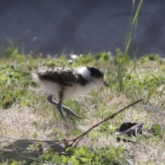 Vanellus miles (Masked Lapwing) at Belconnen, ACT - 12 Jul 2022 by AlisonMilton