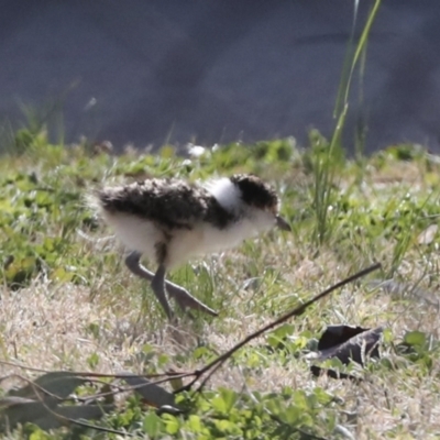 Vanellus miles (Masked Lapwing) at Belconnen, ACT - 12 Jul 2022 by AlisonMilton