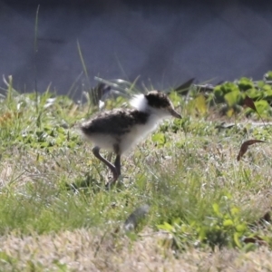 Vanellus miles at Belconnen, ACT - 12 Jul 2022 12:19 PM