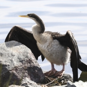 Anhinga novaehollandiae at Belconnen, ACT - 12 Jul 2022