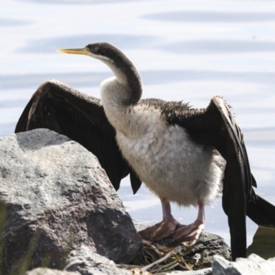 Anhinga novaehollandiae (Australasian Darter) at Lake Ginninderra - 12 Jul 2022 by AlisonMilton