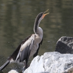 Anhinga novaehollandiae at Belconnen, ACT - 12 Jul 2022 12:47 PM