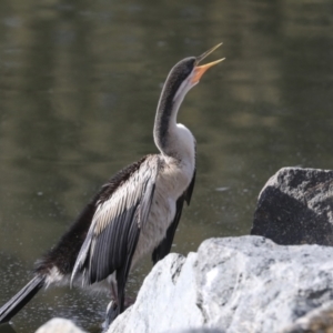 Anhinga novaehollandiae at Belconnen, ACT - 12 Jul 2022 12:47 PM