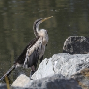 Anhinga novaehollandiae at Belconnen, ACT - 12 Jul 2022