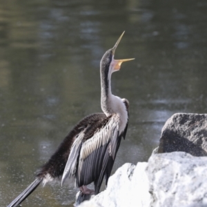 Anhinga novaehollandiae at Belconnen, ACT - 12 Jul 2022 12:47 PM