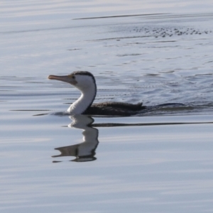 Phalacrocorax varius at Belconnen, ACT - 12 Jul 2022