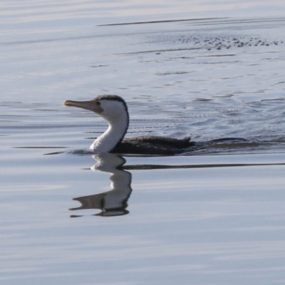 Phalacrocorax varius (Pied Cormorant) at Lake Ginninderra - 12 Jul 2022 by AlisonMilton