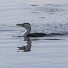 Phalacrocorax varius (Pied Cormorant) at Lake Ginninderra - 12 Jul 2022 by AlisonMilton