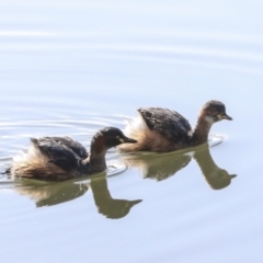 Tachybaptus novaehollandiae (Australasian Grebe) at Lake Ginninderra - 12 Jul 2022 by AlisonMilton