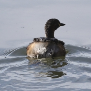 Tachybaptus novaehollandiae at Belconnen, ACT - 12 Jul 2022