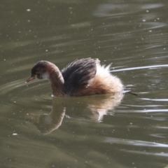 Tachybaptus novaehollandiae at Belconnen, ACT - 12 Jul 2022