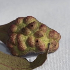 Chalcidoidea (superfamily) (A gall wasp or Chalcid wasp) at Evatt, ACT - 28 Jun 2022 by AlisonMilton