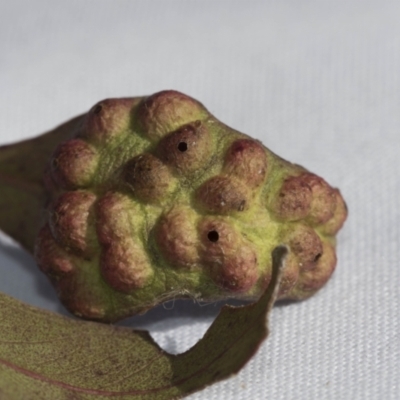 Chalcidoidea (superfamily) (A gall wasp or Chalcid wasp) at Evatt, ACT - 28 Jun 2022 by AlisonMilton