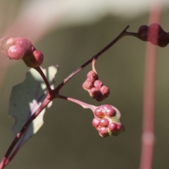 Chalcidoidea (superfamily) at Evatt, ACT - 28 Jun 2022