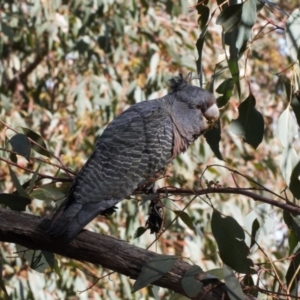 Callocephalon fimbriatum at Jerrabomberra, ACT - 12 Jul 2022