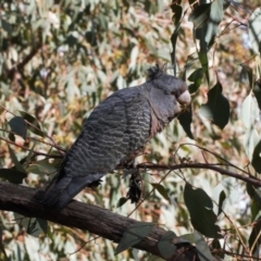 Callocephalon fimbriatum (Gang-gang Cockatoo) at Isaacs Ridge and Nearby - 12 Jul 2022 by RAllen