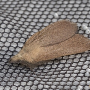 Lasiocampidae (family) at Higgins, ACT - 30 Oct 2021